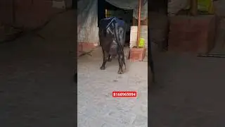 #punjabisong #shortsvideo #dairyfarming #Desai Ahir