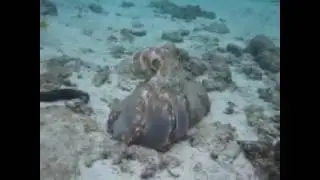 Octopus in Rarotonga