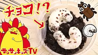虫を食べる！？いもむしチョコを手作りしてイタズラ大作戦！お料理おままごと・子供向け知育教育★サンサンキッズTV★