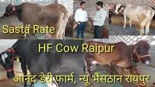 HF And Cross Breed Cow | एच.ऍफ़ काऊ रायपुर | Anand Dairy Farm Raipur | HF Cow Raipur Chhattisgarh