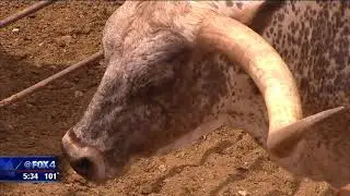 Drought forcing ranchers to sell off cattle early at a loss