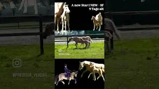#horse #pferdeundponysauspaderborn #pony #anewstar #foal #fohlen #equestrian #animals #anewstar #wow