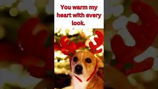 Christmas Dogs🐶#christmas