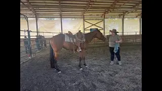 Wren | First Saddling
