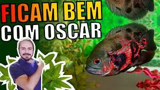 🔴QUAIS PEIXES COMBINAR COM OSCAR EM AQUÁRIOS |Mr. Betta|