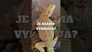 Z AGAMY VEGAN ROZHODNĚ NEBUDE #fyp#agama#jester#chov#chovatel#teraristika#cz#czech#zvire#sokolik