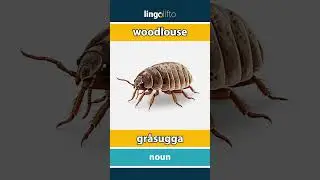 🇬🇧🇸🇪 woodlouse - gr&aring;sugga : learn English : l&aring;t oss l&auml;ra oss engelska : vocabulary builder