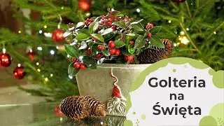 Golteria w świątecznym wydaniu. 🎄 Wyjątkowa roślina na Boże Narodzenie. Coraz bliżej Święta!