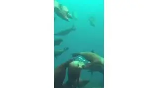 Chantecaille x Marine Conservation Institute Collab Summer 2025