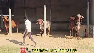 My farm all top quality gir cow and female calf sale Goswami Deyri Farm indoli ajmer mo No7568472113