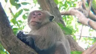 Monkey lifestyle #forest #monkey #animals #tree #travel #tiktok #reels #shorts #india #indonesia