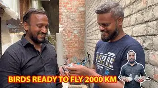 பந்தயத்துக்கு தயாரான Nawab Bhai புறாக்கள் Loft Visit | Racing Pigeons