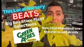 Big Box Store Plant Shopping Alternative Shop Green Acres Nursery Exclusive New Aroids for Jan 2026