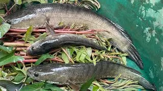 Net Trap Can Catch Big Snake Head Fish Easy