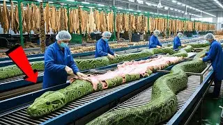 Inside Modern Snake-Leather Factory: From Snake Skin to Luxury Jacket 