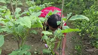 Koko gunting daun terong.