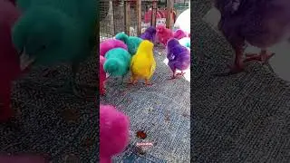 Feeding Cute Chicks #cutechicks #chickenwwl #chickens #tweets #trendingshorts #colorfulchickens