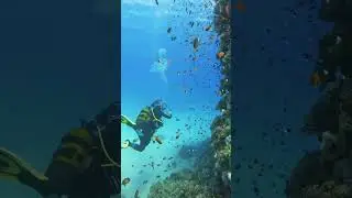 Scuba diving travel to the Red Sea in Hurghada, Egypt #travelegypt #scubadiving #marinewildlife