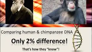 Human and Chimpanzee DNA Compared