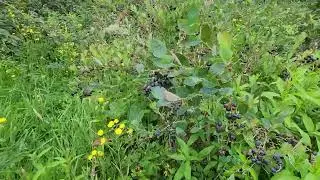 Blueberry Picking 9th of January 2026 Waitua Stuffnberries