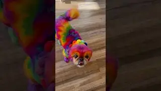 Too glam to be beige 🦄✨#cutedog #pekingese