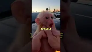 Zoo Visitor Saves Monkey From Zoo Employee Who Attempted To Feed Lion With Money !