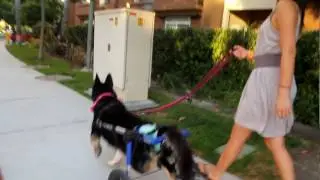 Coco, the Amazing German Shepherd Mix with DM
