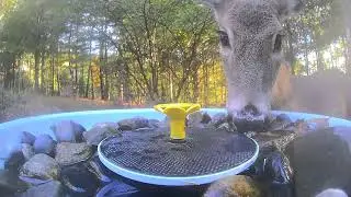 The eyelashes on that deer 😯🔥😯