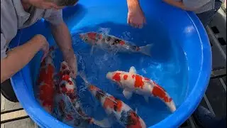 Japanese Koi Preparation for Koi viewings