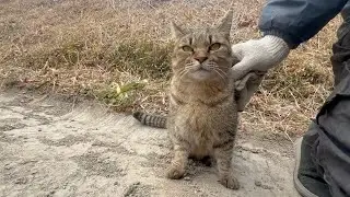 どうしても畑に来てしまう猫