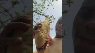 Found a STRANGE Fruits during Hiking