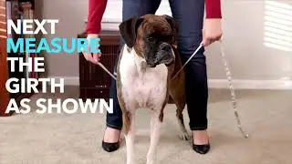 PetSafe Easy Walk Harness- how to mesure