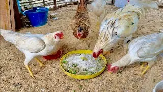 Cutting Vegetables And Leaves Tree Mix Food For Chickens Eat Oct 21 2025