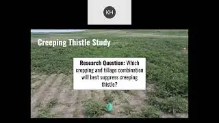 Using Perennial Crops to Manage Cirsium arvense and Convolvulus arvensis in Organic Cropping Systems