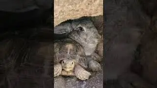 The hare and the tortoise #shorts #memes #funny