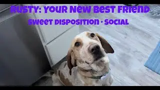 Rusty: Friendly Hound, Big Heart, Ready to Adopt (Boston Area)