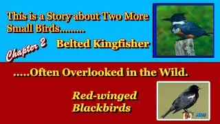 Chapter 2. A Close Look at the Smaller Birds that Inhabit South Carolina Low Country.  .