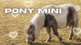 FALABELLA: 6 DATOS sobre el CABALLO miniatura 🐴🐎
