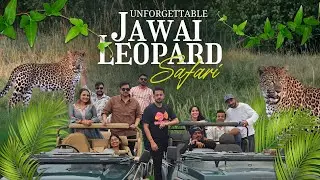Unforgettable Jawai Leopard Safari | India&rsquo;s No. 1 Leopard  Spotting Region🐆😍 #jawai #leopardsafari 