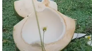 healthy jelly coconut/ coconut cutting skills