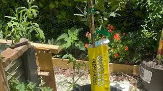 Fruit Trees in containers: Shinauri Tangerine Mandarin Fruit  #diymom #fruittrees #smallspacegarden