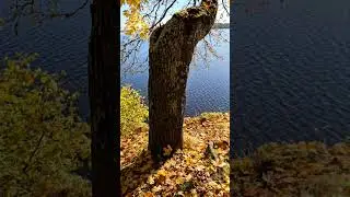 🍁Autumn Magic: A Walk Through Lielvārde Castle Ruins by the Daugava River 2025 #Lielvarde #latvia
