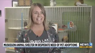 Muskegon-area animal shelter seeks homes for 20+ dogs during repairs