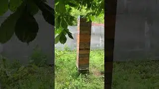 Моя Многоэтажка. Улей «УДав»…
