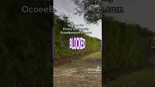 Bamboo For Privacy 407-777-4807 Clumping Bamboo Nursery in Orlando Florida