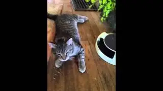 Smart Simba plays fetch(2)