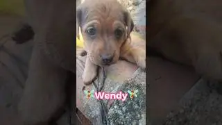 Wendy Cerca Casa | Meravigliosa Cucciolina Dolce #shorts #sos #help #adotta #puppy #dog