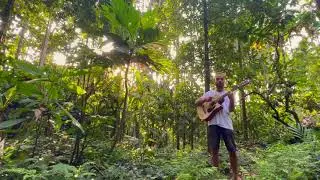 Amplifolia - Adavikadu ( Ode to the forest )