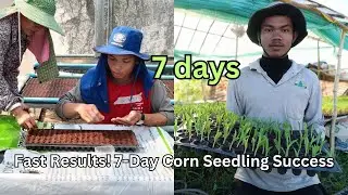 Fast Results! 7 Day Corn Seedling Success