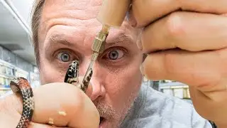 TWO HEAD SNAKE PROBLEM!! SAVING THEIR LIFE!! | BRIAN BARCZYK